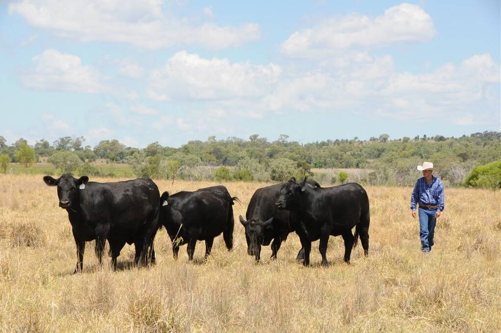 Angus McGregor, Fairview, Bell, will travel to South Australia in July for the junior heifer expo.