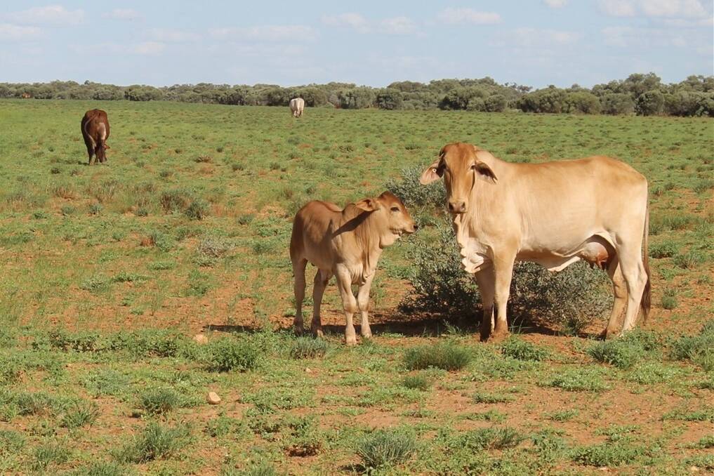 Brahman cows and calves are thriving on the green feed on the Hamilton River.
