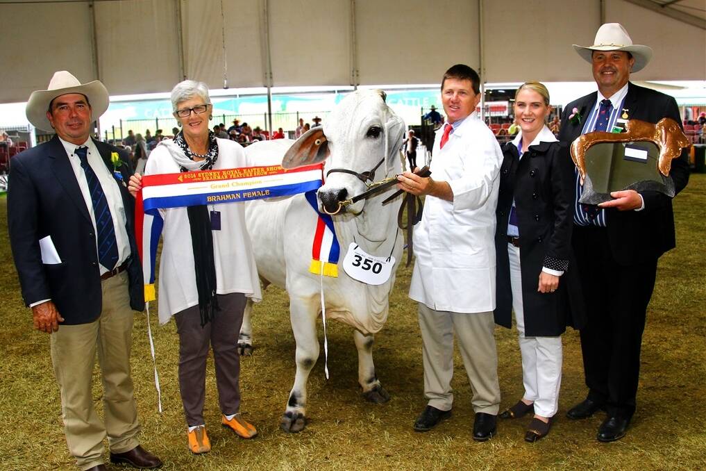 Olive Lady Adelaide was awarded the senior and grand champion Brahman female at the Sydney Royal Show. 