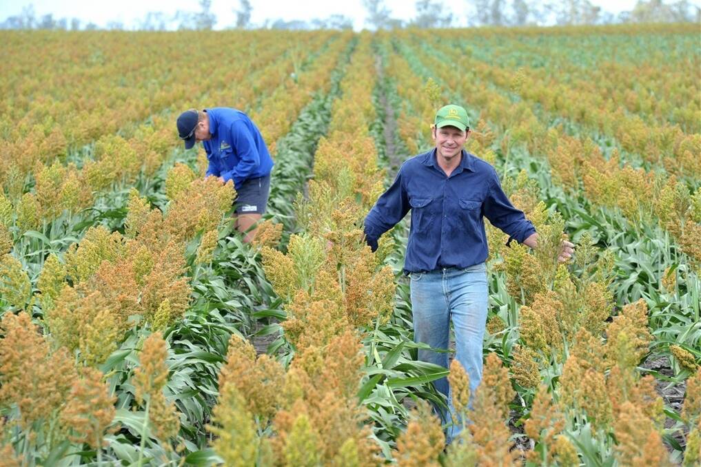 Stuart Schostakowski, The Mead, Warra, strolling through his crop of MR-Bazley sorghum, while Dalby and Warra Rural Supplies senior agronomist Greg Hartwig inspects the crop.