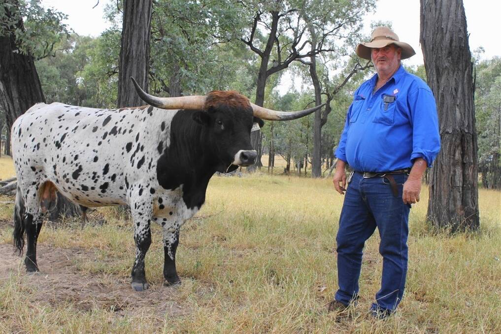 Gordon Davidson with the young Texas Longhorn bull he has selected for its more lateral horn development.