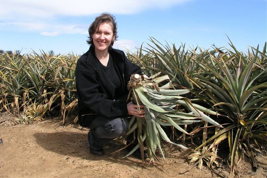 Dr Tracey Mynott with a pineapple stem that is normally ploughed back in to paddocks but provides an extract for non-antibiotic treatment for pigs.
