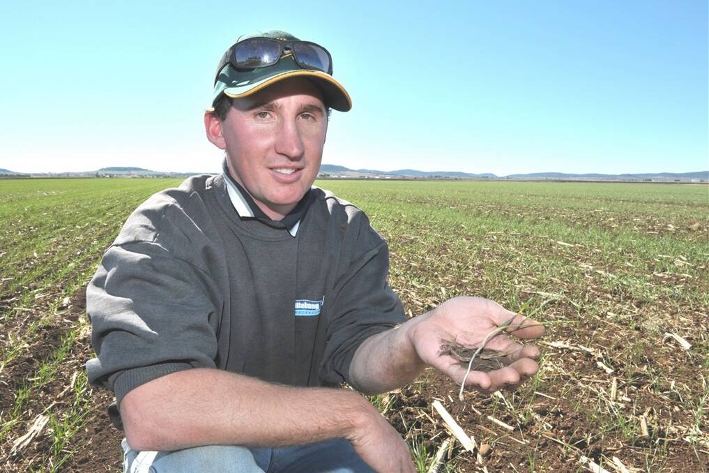 Nobby farmer Scott Schelberg, with his wheat crop.