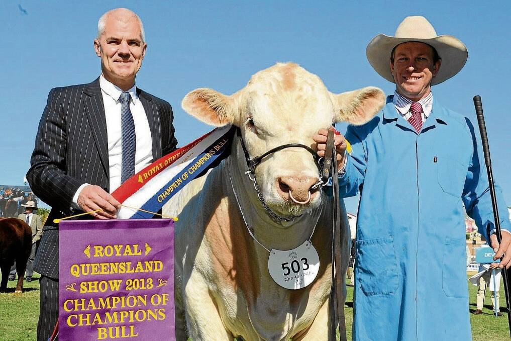 Trevor Brown, vice-president, Queensland business unit, Santos GLNG Project, Brisbane, sashed Moongool Gunsmoke as the Champion of Champions interbreed bull at the 2013 Royal Queensland Show. Exhibited by Ivan Price and family, Moongool Charolais Stud, Yuleba, Gunsmoke was held by Glen Waldron, Elite Fitting Service, Meandarra.