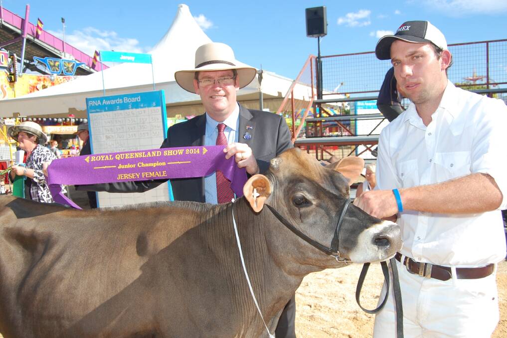 QUEENSLAND agriculture minister John McVeigh sashes the Richmond Dairies champion junior Jersey, Ardylbar Tequila Eva held by Tyler Barron, Cambooya on the first day of the Ekka dairy judging.