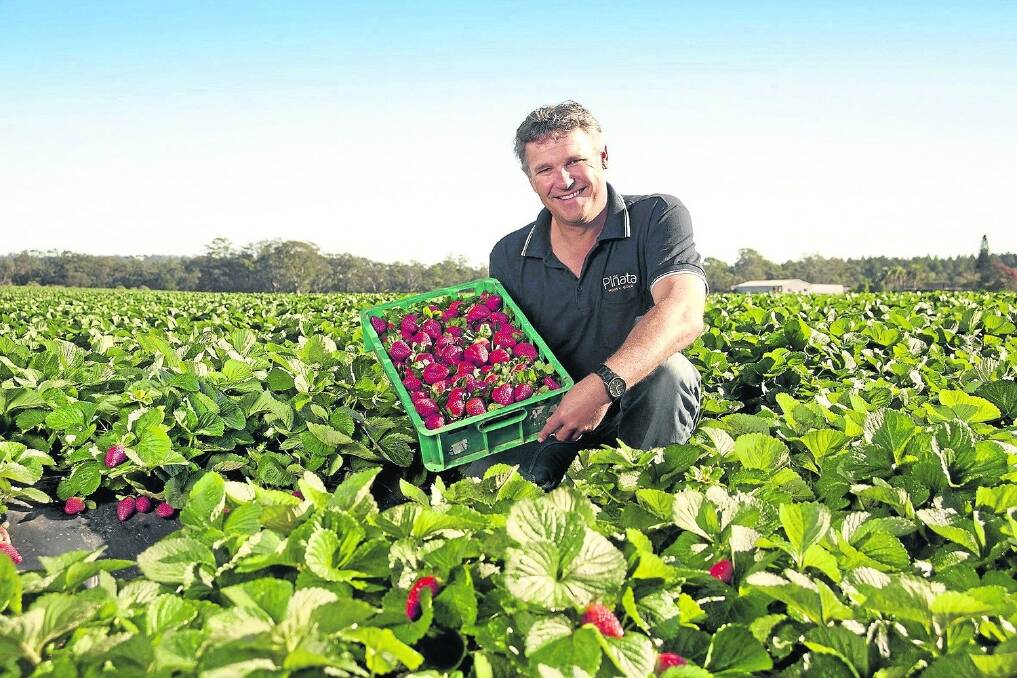 Pinata Farms strawberry production manager Sean Riley, Stanthorpe, is overseeing the company’s most southerly strawberry farm, which will provide it with year-round supply.