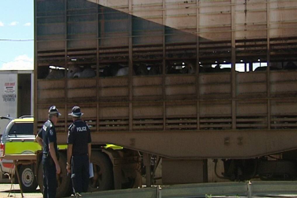 Police at the Gracemere Saleyards on Tuesday.
