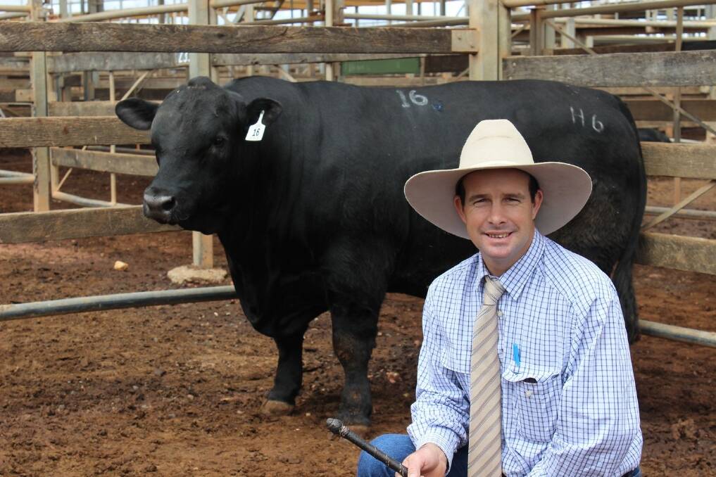 The first top price bull to sell at the Advance Bull Sale at Roma on Saturday was Acacia H6, who was offered on account of the Duggan family, Acacia Angus, Killarney, and sold to the Day family, Liddesdale, via Nebo, for $7000. Representing the Duggan family at the sale was Anthony Flint. 