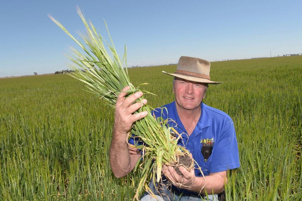 Grain grower Murray Wise, Avalon, Bowenville, in his barley crop. - Picture: RODNEY GREEN.