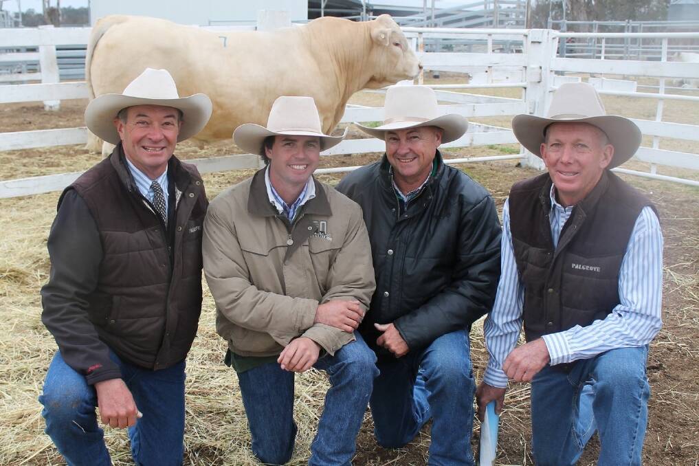 David Bondfield, Palgrove, Dalveen, and Palgrove stud manager David Smith with son and father Mark and Michael Hopgood (centre) of Hopgood Charolais, Enmore, Goondiwindi, with the $44,000 sale-topping bull Palgrove Hallmark.