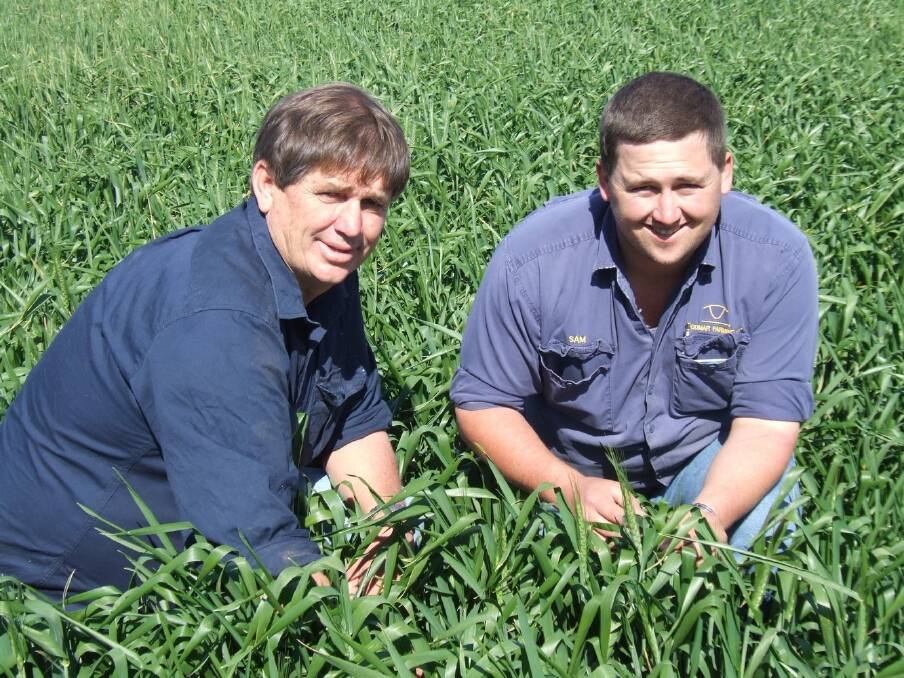 Rodney and Sam Hamilton, Calitris, Condamine, say multi-peril crop insurance is a worth while investment.