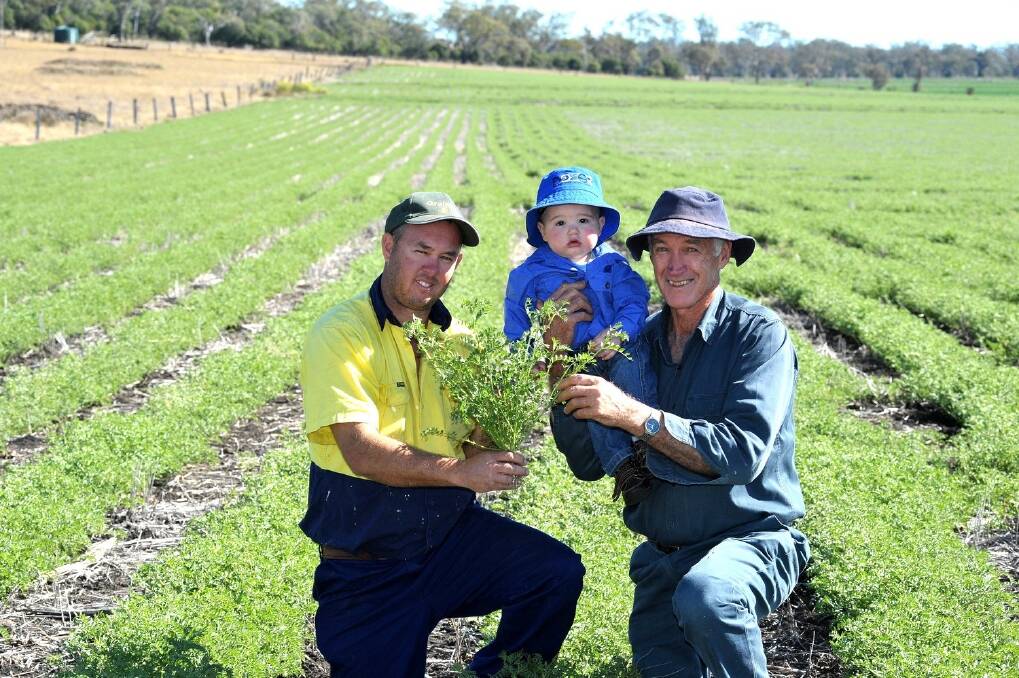 Welcoming the next generation: Damien, his son Hamish and father Graham Cooke check out the chickpea crop at Homeward Vale, Jondaryan.