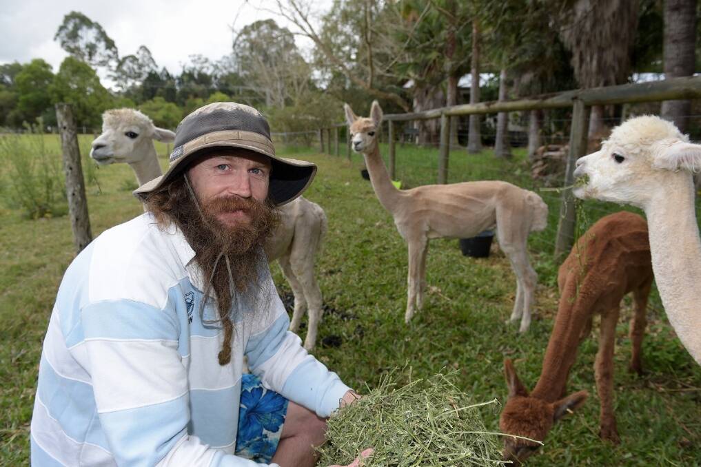 Scott Willis, Sunline Alpacas, Palmwoods, feeds some of the alpacas that were shorn last week. – Picture: RODNEY GREEN.