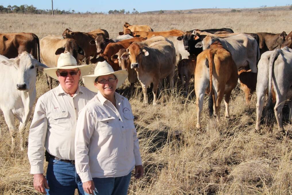 Keith and Bev Lacey wanted to get more beef into their herd's behind, and did this by introducing Bazadaise.
