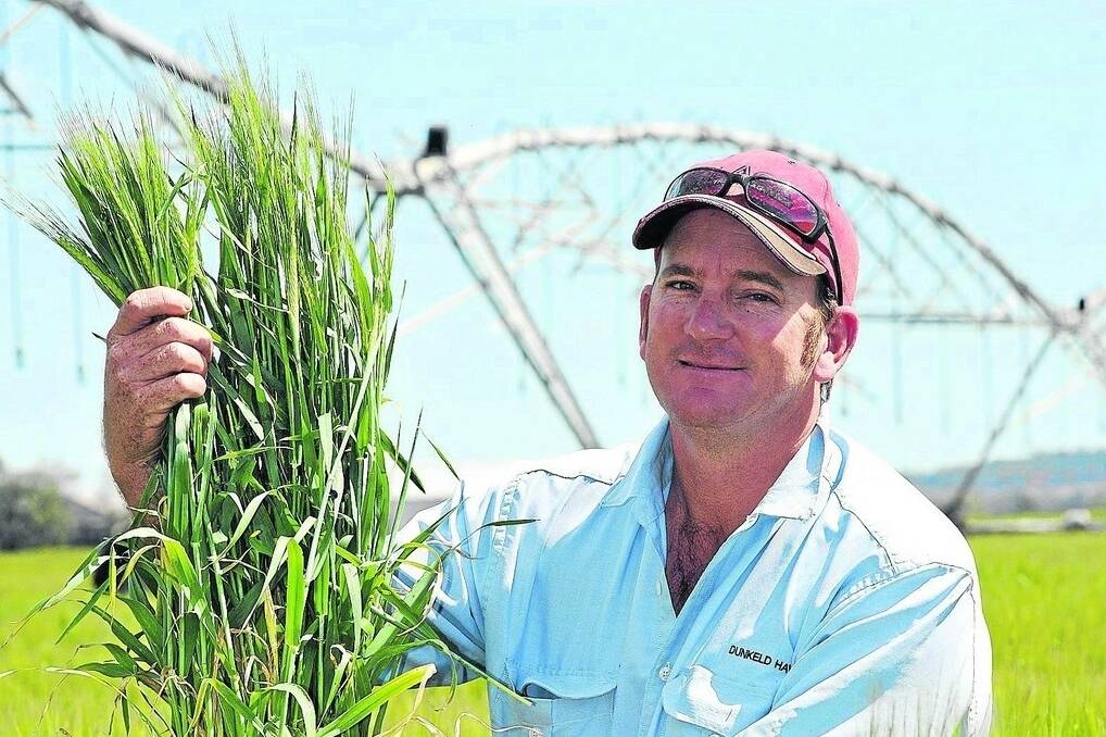 Darling Downs farmer Scott Johnston in a crop of barley. Picture: Rodney Green.