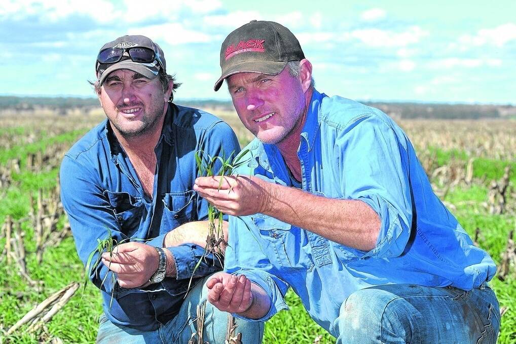 Farmhand Brett Schmidt and Darling Downs grain grower Pat McVeigh check the progress of winter crops. - Picture: RODNEY GREEN.