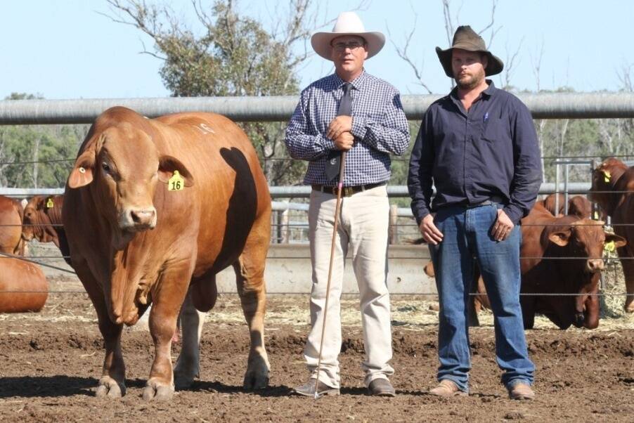 The sale topping, $40,000, 844kg, Glenlands D Ritual(P) is pictured with Jason Childs, Glenlands Stud, Boudlercombe and buyer, Ben Mutton, Fieldhouse Droughtmasters, Wickepin, Western Australia. Picture supplied.