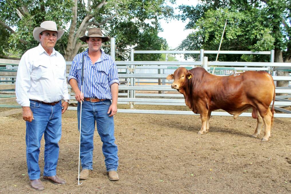 Bruce Childs, Glenland Droughtmasters looks over his top priced purchase at the Artesian Droughtmaster sale, Medway Utopia, along with Brenten Donaldson, Medway Droughtmasters, Bogantungan.