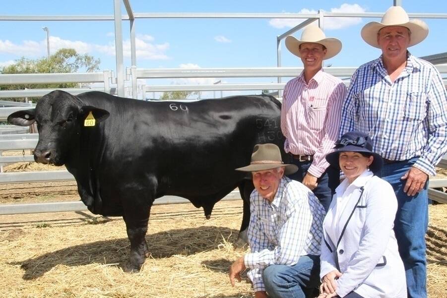 Selling for $110,000, Telpara Hills Van Damme was offered by Trevor and Stephen Pearce (left), Telpara Hills Brangus stud, Atherton and purchased by Mall and Sue Burston (right), Broadlea Station, Nebo. The price has broken all sale records for 2014 and set a new precedent for the Brangus breed.
