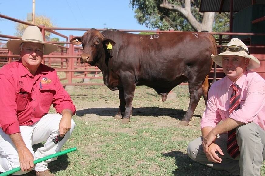 Swan Hill stud principal, Cam Russell (left) and Matt McLane, Elders Blackall with the $6500 sale top bull purchased by station manager, Les Russell, Paradise Downs, Blackall at the Swan Hill Santa Sale. 