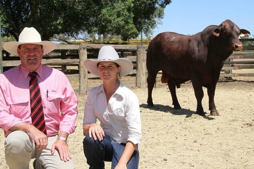Elders auctioneer, Michael Smith and Drensmaine Santa Gertrudis stud groom, Katie Cann relax after the Barcoo Breeders sale with the $12,000 star of the Barcoo Breeders show, Drensmaine Beacon.
