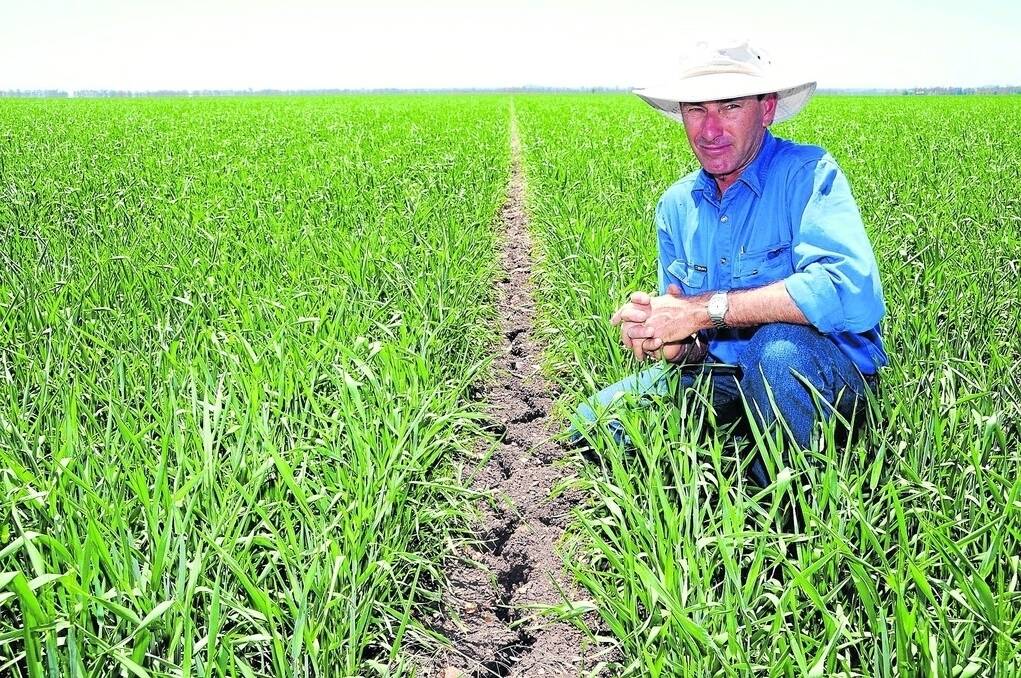 Michael Hegarty, Alcheringa, Pampas, in his crop of Suntop wheat. Mr Hegarty says he is waiting for follow-up rain to allow the wheat plants to grow their secondary roots. - Picture: SARAH COULTON.