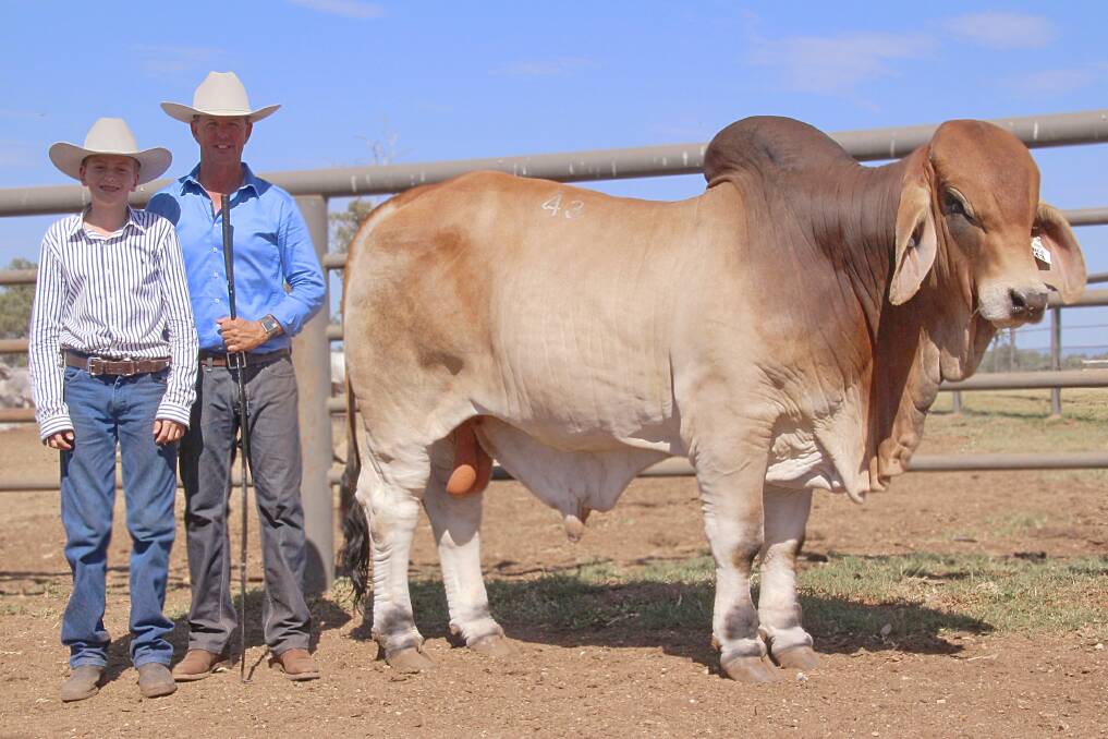The NCC Brahman Annual Sale was held at Inverrio, Duaringa and topped at $75,000 for NCC Bohemian (IVF). NCC stud principal, Brett Nobbs and his nephew, Tom Bassingthwaighte, Wallumbilla, who put the bull through the sale ring are pictured with the bull which was purchased by Gavin and Dillon Scott, Rosetta Station, Collinsville.