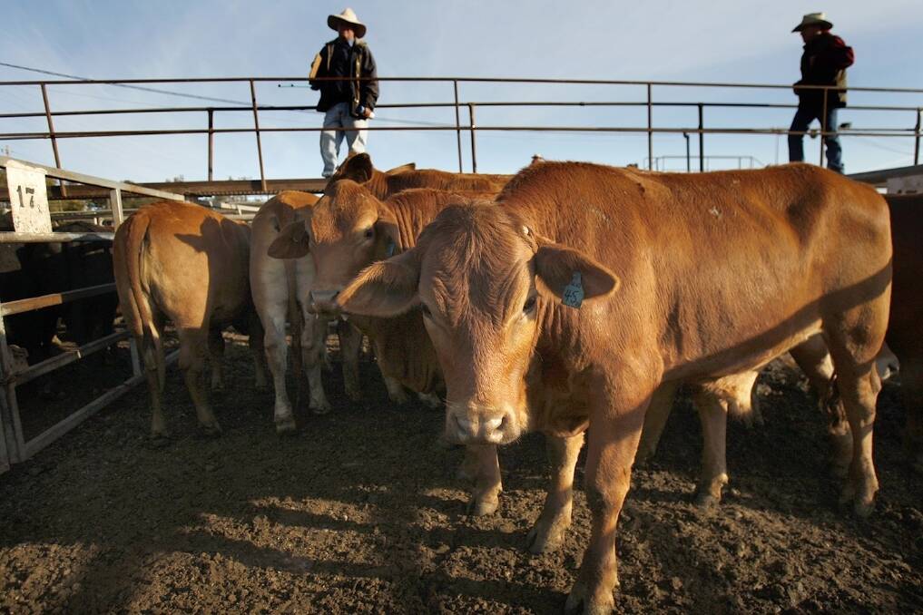 Drought keeps slaughter rates high