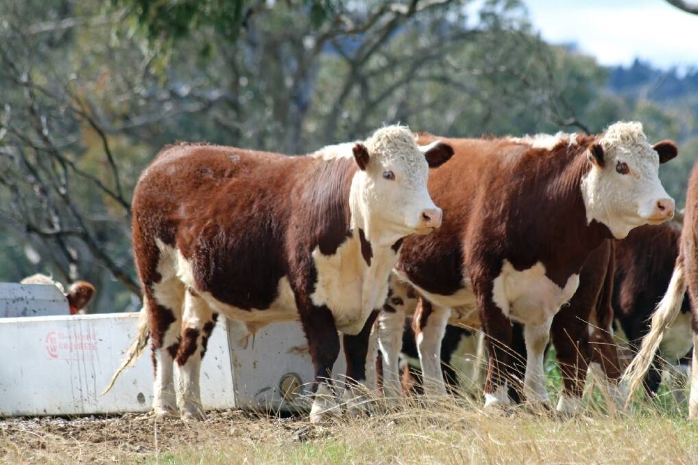 Herefords to launch new brands