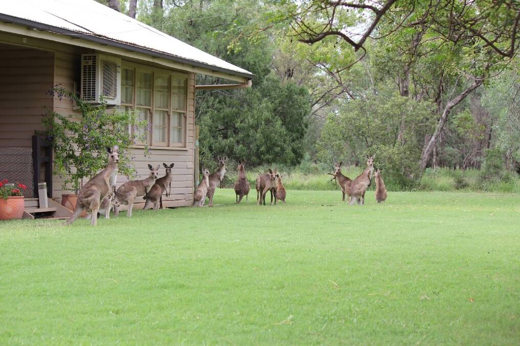 The kangaroo problem in Charleville extends to the airport, where large numbers have taken up residence around private homes and lawns in front of the terminal. <i>- Picture: Peter Wade.</i>