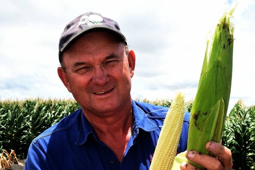 Darling Downs farmer Graham Clapham checks irrigated maize on Cowan. - <i>Picture: RODNEY GREEN.</i>