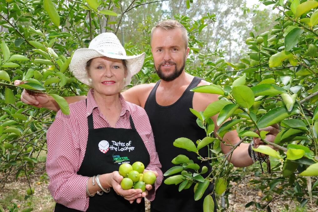 Lynne Seaton-Anderson and her son Jason O'Connor hand picking Persian limes to make their famous Liquorice and Lime Chilli Chocolate. - <i>Picture: SARAH COULTON.</i>