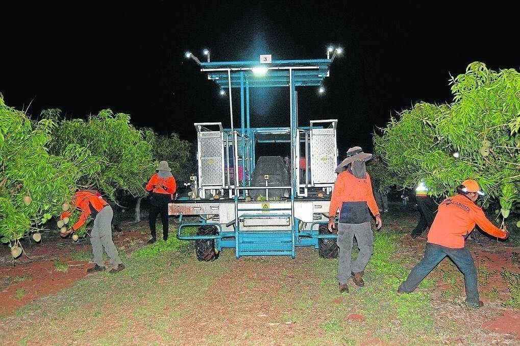 Before the sun rises, Pinata Farms workers are busy harvesting Honey Gold mangoes in Katherine, Northern Territory, in order to beat the savage heat. 
