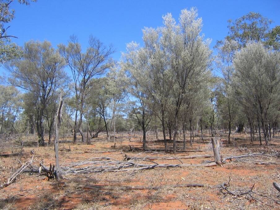 Landholders say they fear changes to the vegetation management laws.