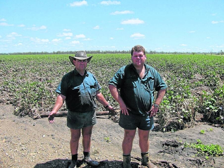Philip Wilkie and son Ray, Emohrou, Dakenba, estimate they've lost half a million dollars in value for their 160-hectare irrigated cotton crop. Before flood water engulfed their crop, they were predicting an average yield of 10 bales/ha.