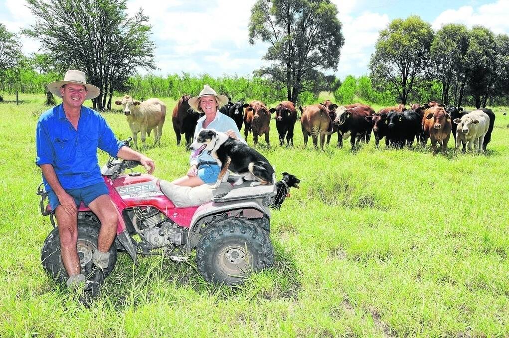 Luke and Melissa Hopkins, Ekullem, Wandoan, with steers they grow out and sell to feedlots on the Darling Downs. - <i>Picture: SARAH COULTON.</i>