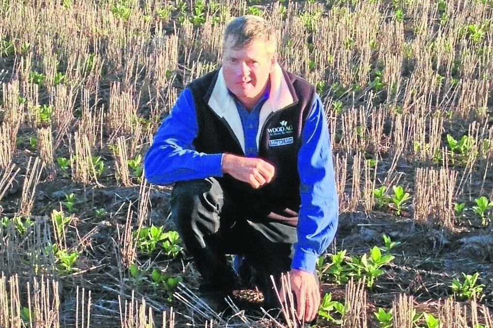 Chinchilla grower and agronomist Russell Wood conducted a chickpea and faba bean trial in 2014, a year that favoured the chickpea crop and provided valuable experience in faba bean production.