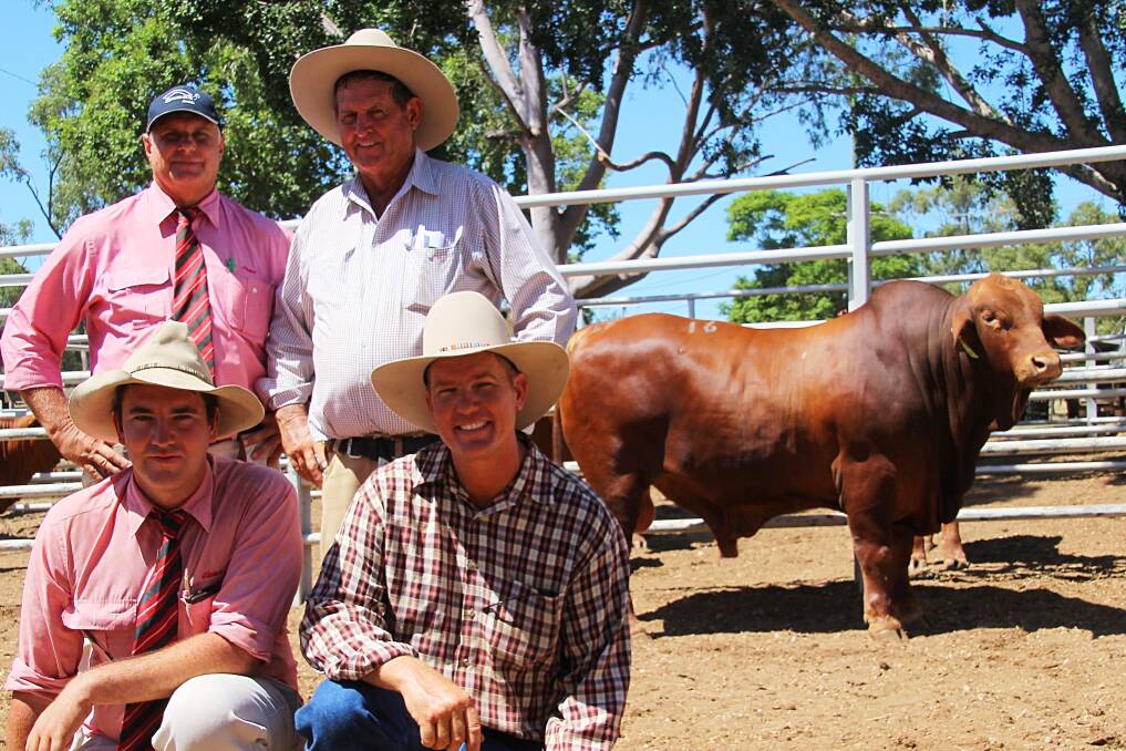 John Baccon (right rear), Mt Oscar Droughtmasters, Clermont paid $12,000 to secure the top priced Highlands Droughtmaster, Strathfield Gizmo from Shane (front right) and Wendy Perry, Strathfield stud, Clermont. The men are congratulated by Elders auctioneer, Brian Wedemeyer (rear left) and Clermont agent, Jake Kennedy.