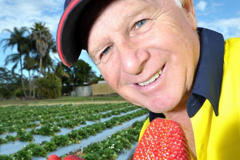 Wamuran strawberry grower Bill Sharpe. <i> - Picture: RODNEY GREEN.</i>
