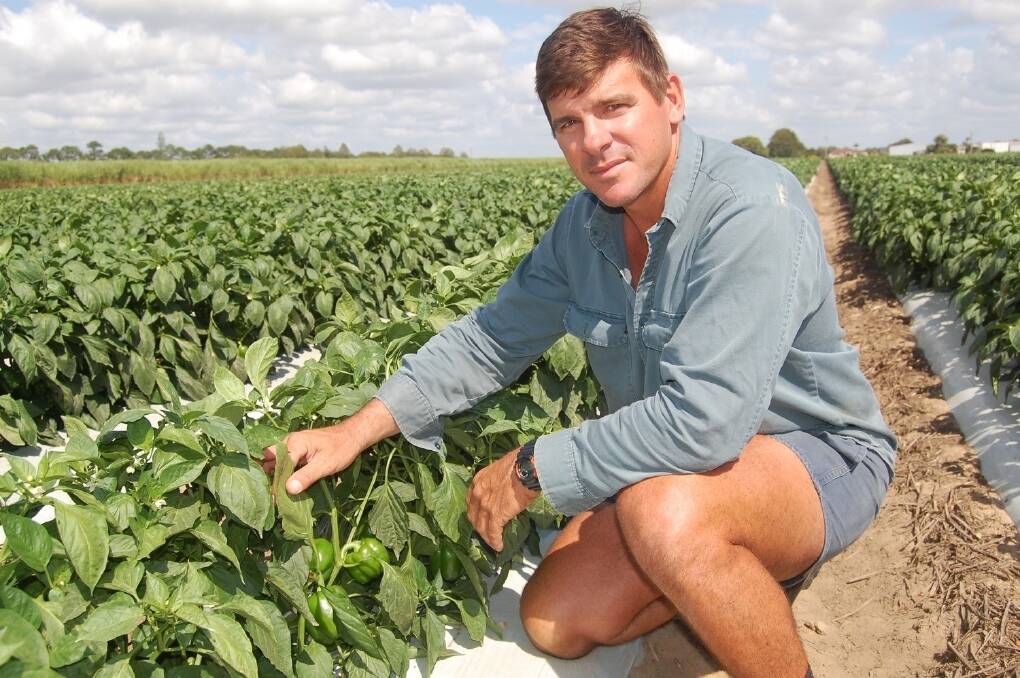Angelo Didone, Bundaberg with young capsicums that are about four weeks off picking. Mr Didone will ripen them until red in order to receive a better market price.