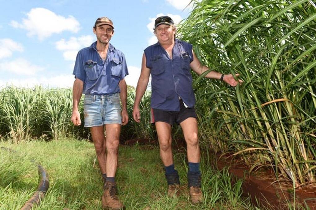 Bundaberg cane farmers Brian and Mark Pressler. <i>- Picture: RODNEY GREEN.</i>