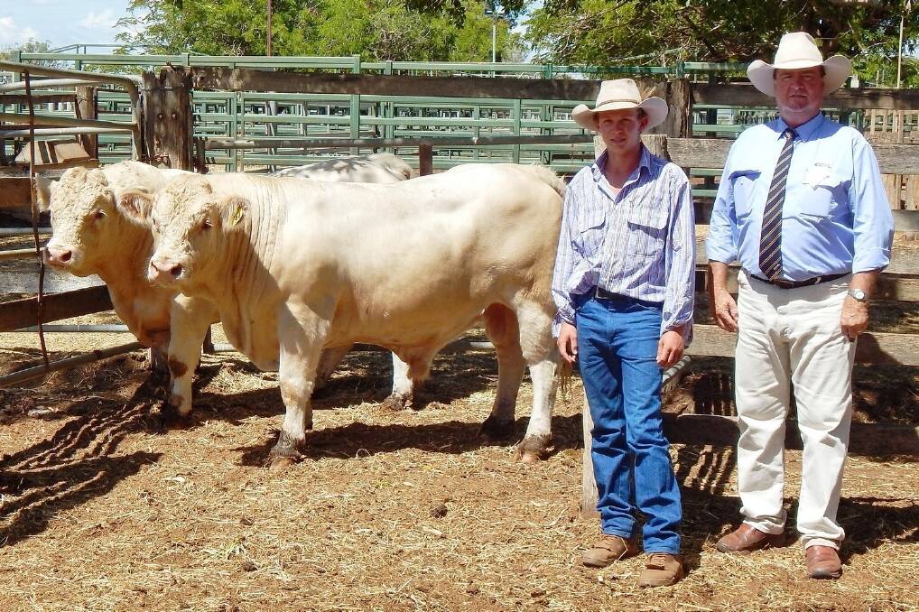 First-time vendor Danny Lawlor, Kilkenny Charolais, Taroom, and GDL auctioneer Peter Brazier, Dalby, with the two Kilkenny Charolais bulls which sold for the $5000 equal top money at the Black Stump Invitational Bull Sale, at the Blackall Saleyards on Monday.
