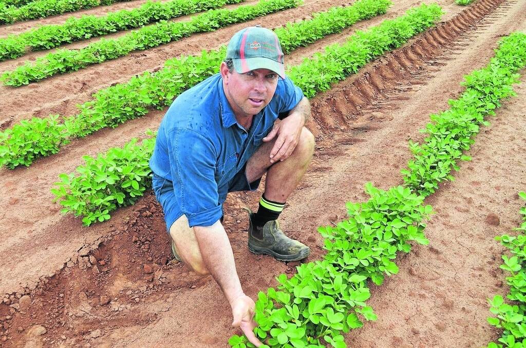 Bundaberg cane grower Dean Cayley has included nitrogen-fixing legumes in his rotations.