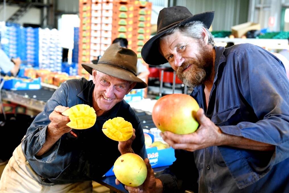 Father and son mango growers Tom and Robert Gorton, Sunny Bluff Produce, Mullett Creek supplied mangoes for the initial shipment of export fruit to the US in February. 