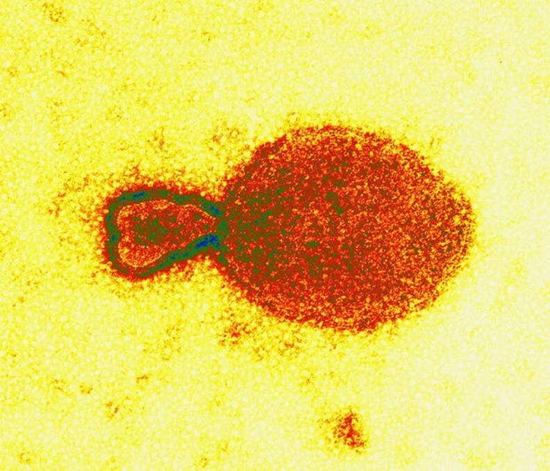 The antibody has been engineered to mimic antibodies the human body produced naturally as an immune system response to germs, viruses and other invaders.