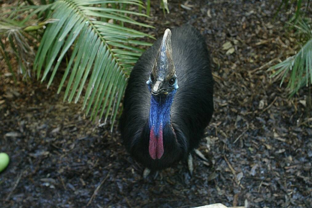 Cassowary numbers take a hit
