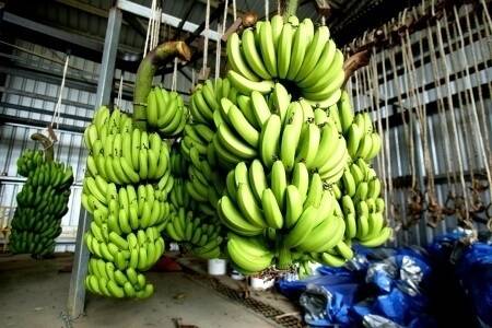 The Queensland banana industry is calling on the Labor Government to step-up biosecurity in the wake of the second outbreak.