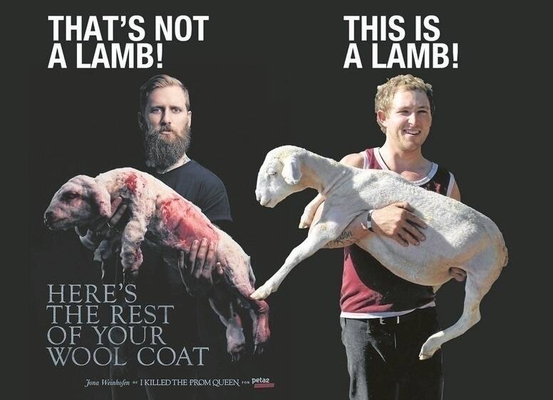 PETA's ad featuring a foam lamb which sparked uproar nation-wide (LEFT) and QCL's response with James (Boogie) Ferguson (RIGHT), who was shearing lambs at Richmond Downs, Roma, this week.