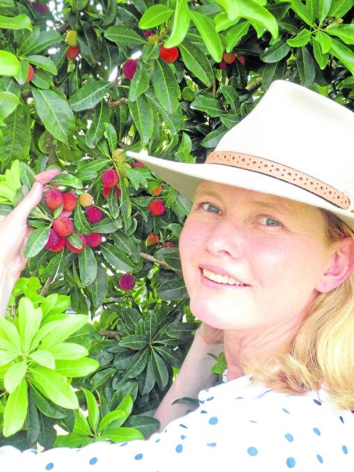 Research officer in the University of Queensland School of Agriculture and Food Sciences Dr Melinda Perkins assesses the fruit quality of the red bayberry plantation at the Maroochy Research Facility.