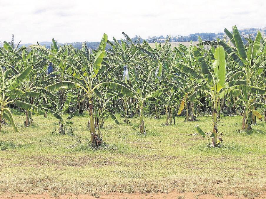 It is looking more likely that Queensland banana growers will have to learn to live with Panama disease tropical race 4.